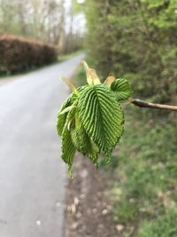 Close-up of leaf on field during winter