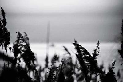 Close-up of plants against sky