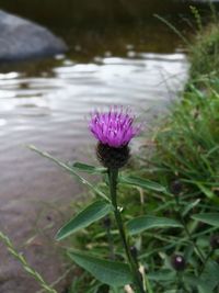 Close-up of purple flower in lake