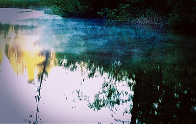 Reflection of trees in water