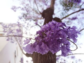 Low angle view of pink flowers on tree