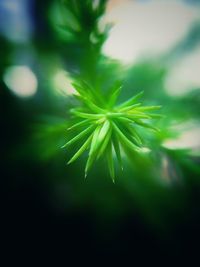 Close-up of water drops on leaf