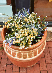 Close-up of potted plant