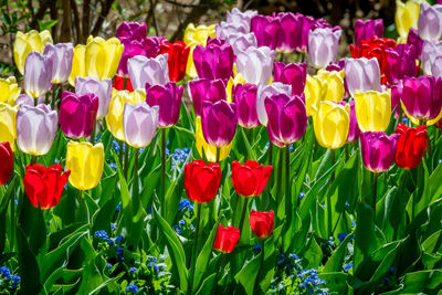 Close-up of multi colored tulips in field