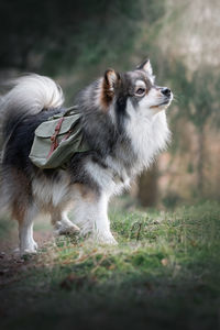 Portrait of a young finnish lapphund dog wearing a backpack outdoors 