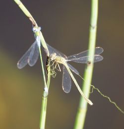 Close-up of damselfly on plant