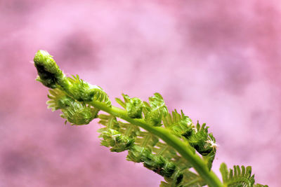 Close-up of fern against pink wall