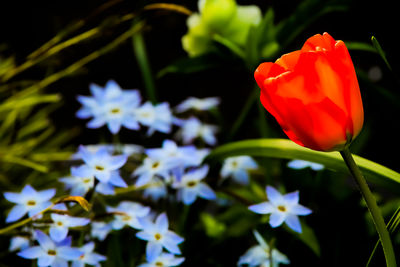 flowering plant