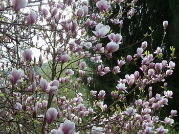 Close-up of flowers on tree