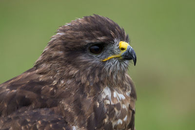 Close-up of a bird looking away