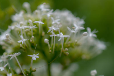 Close-up of white flowering plant