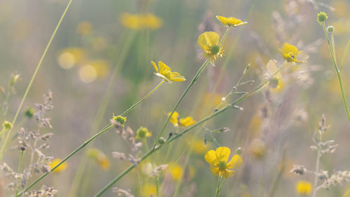 Close-up of yellow flowering plant on field