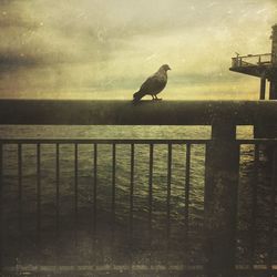 Bird perching on tree trunk