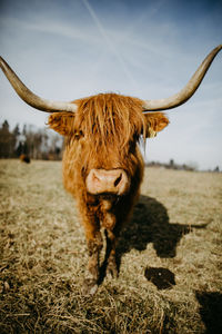 Close-up of a scottish highland cattle on field