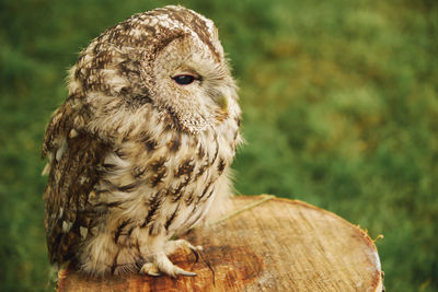 Close-up of owl perching outdoors