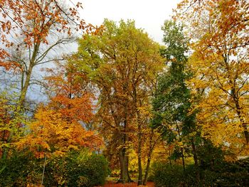 Low angle view of trees in autumn