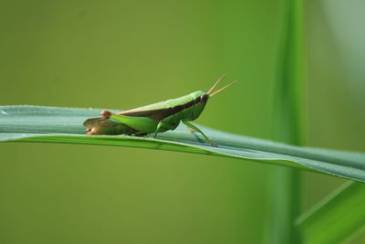 Close-up of grasshopper