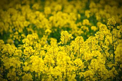 Close-up of yellow flowering plants on field