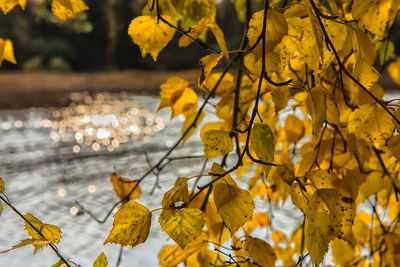 Close-up of autumnal leaves against blurred background