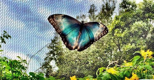 Close-up of butterfly on plant