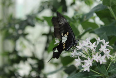 Close-up of butterfly pollinating on flower