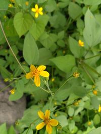 Close-up of yellow flowers blooming outdoors