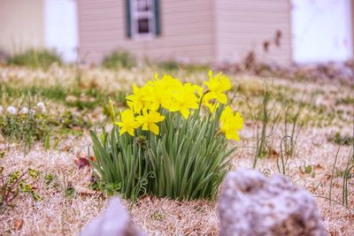 Close-up of yellow flowering daffodils on yard