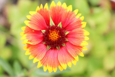 Close-up of red flower