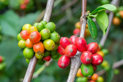 Close-up of cherries growing on plant