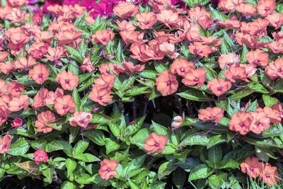 Close-up of pink flowering plants