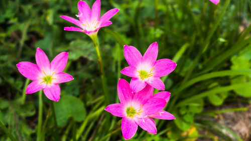 Close-up of pink flowering plant