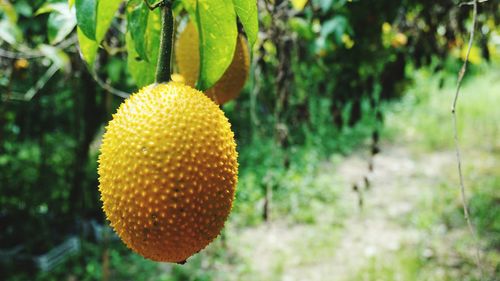 Close-up of fruit on plant