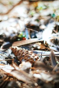 Close-up of dry leaf on field