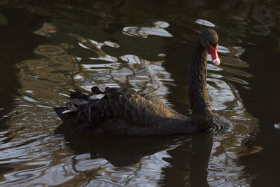 Swan swimming in lake