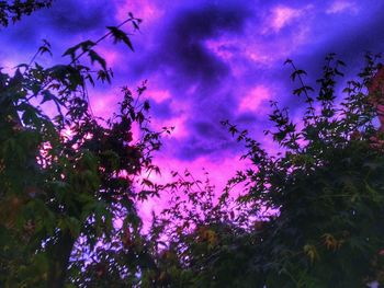 Low angle view of trees against sky