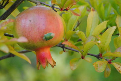 Close-up of fruits on branch