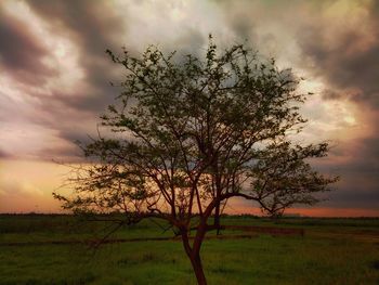 Tree on field against sky at sunset