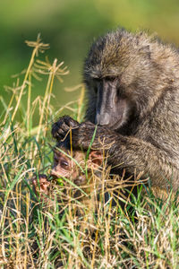 Close-up of baboon with cub