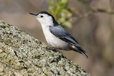 Close-up of bird perching on rock