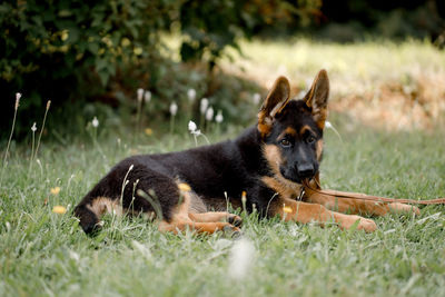 Beautiful german shepherd puppy lies in the shade on the grass and looks into the camera