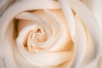 Close-up of white rose