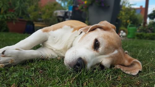 Close-up of dog resting on field