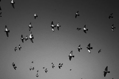 Low angle view of birds flying in the sky