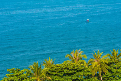 High angle view of trees on sea