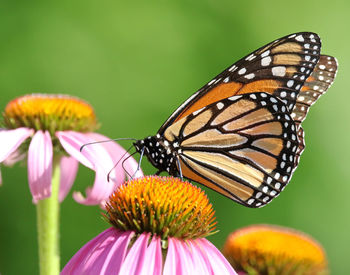 Close-up of butterfly pollinating on pink flower