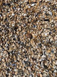 High angle view of shells on stones