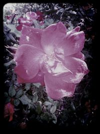 Close-up of pink flowers