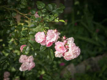 Close-up of pink flowering plant
