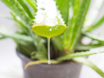 Close-up of water drops on plant