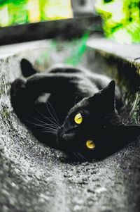 Close-up portrait of cat